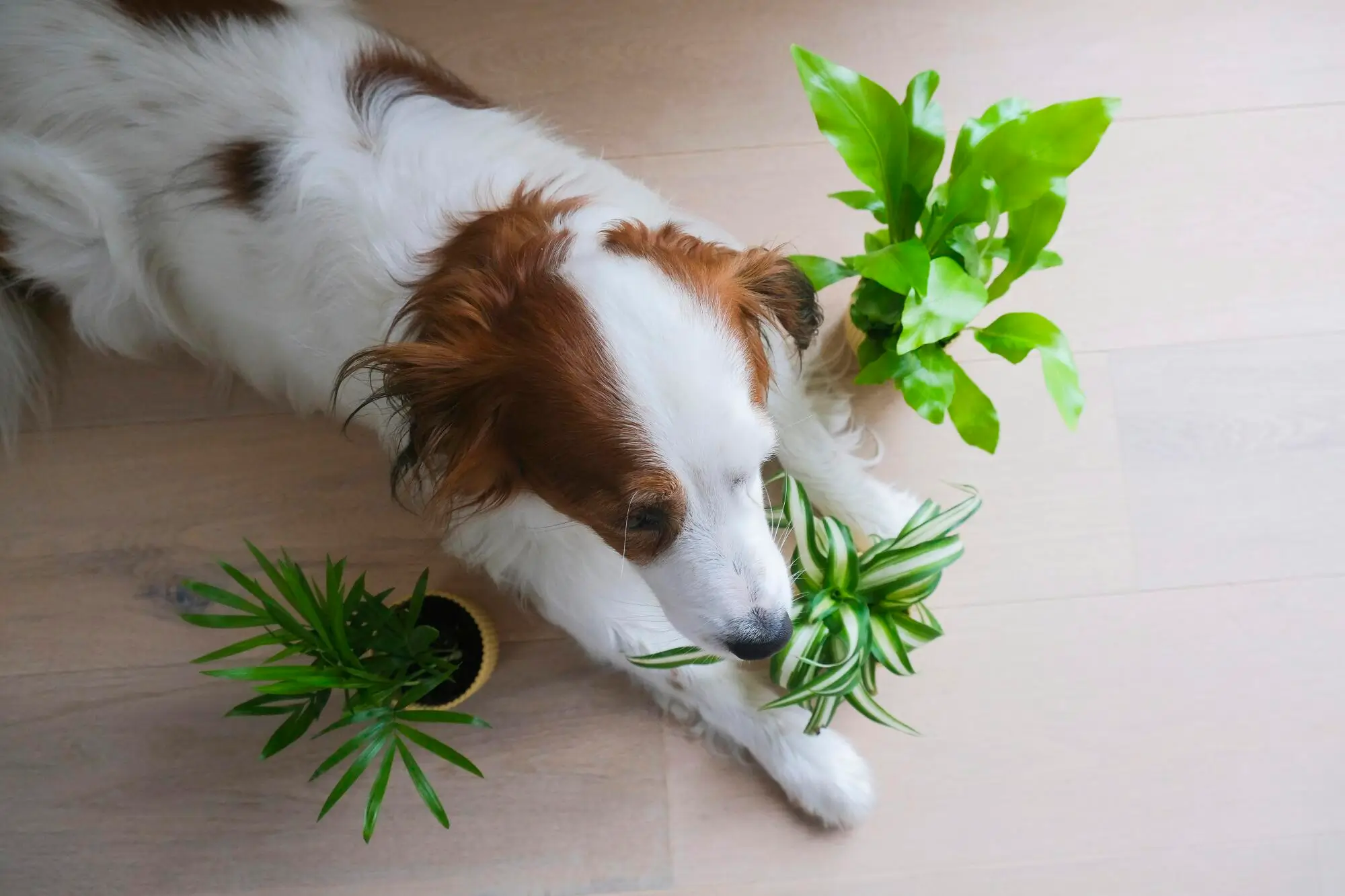 How to Create a Pet Friendly Rental Property